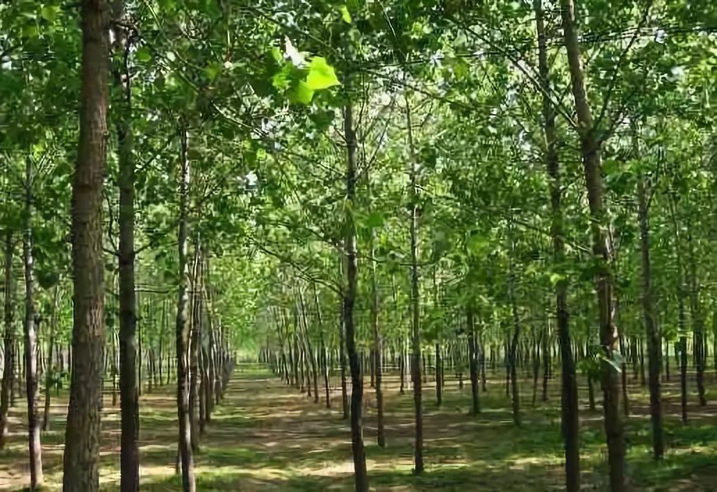 盛炜彤我国要重视人工林及其基地的植被控制