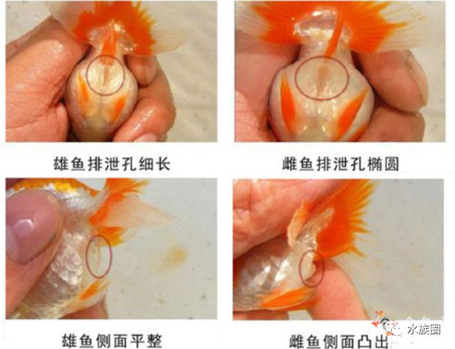 兰寿金鱼公母区分图片