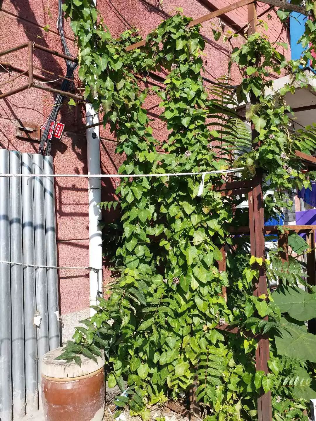 瘰疬草图片