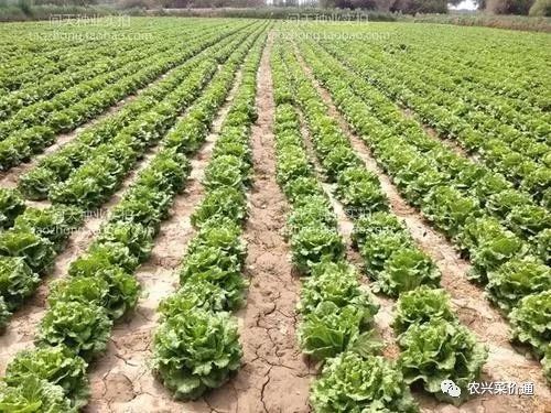 灰霉病,菌核病可用扑海因,速克灵,农利灵,菌核净防治;霜霉病可用百菌
