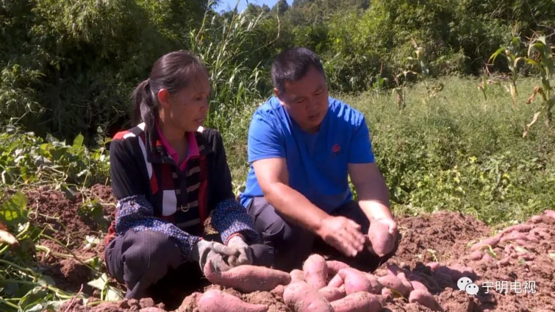 峙浪乡思陵村迎来红薯收获季