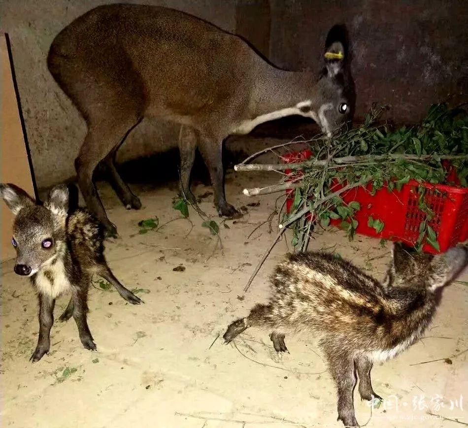 脱贫攻坚奔小康小精灵带动大产业大阳镇林麝养殖场助推脱贫攻坚