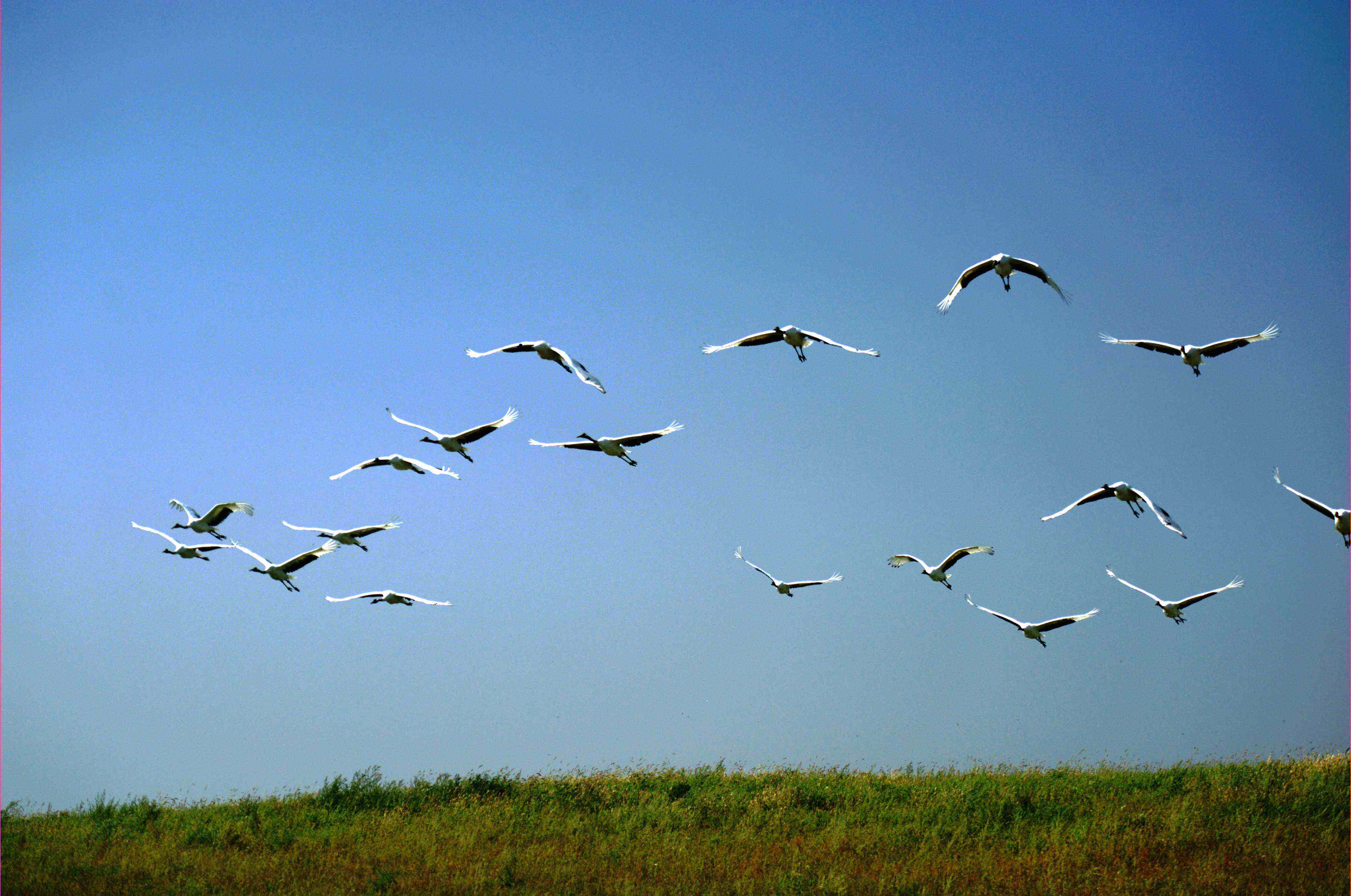 中国旅游景区大全之黑龙江扎龙自然保护区