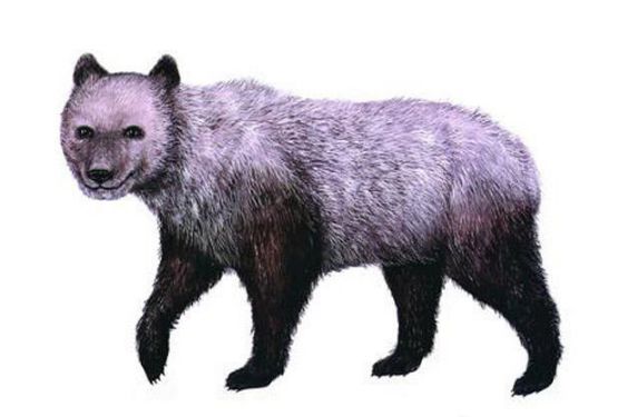 你可知大熊猫的祖先是什么?曾和剑齿虎争食!