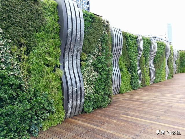 垂直绿化运用越来越广泛,什么植物适合做室外植物墙?