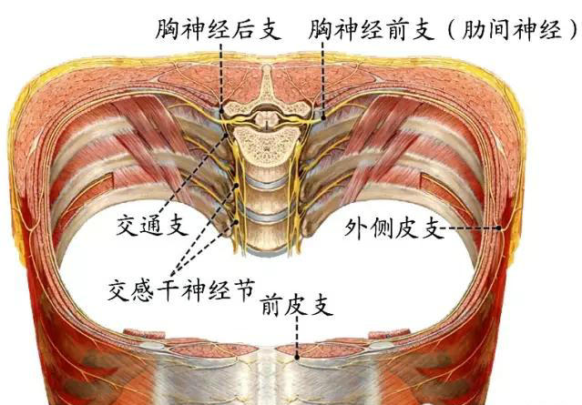 胸神经分布图片