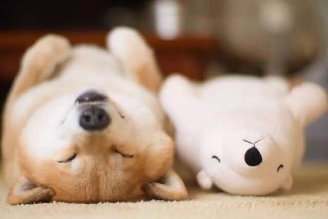 在现实生活中,也有不少人开始养柴犬,记录柴犬懒散,卖萌,搞笑的日常