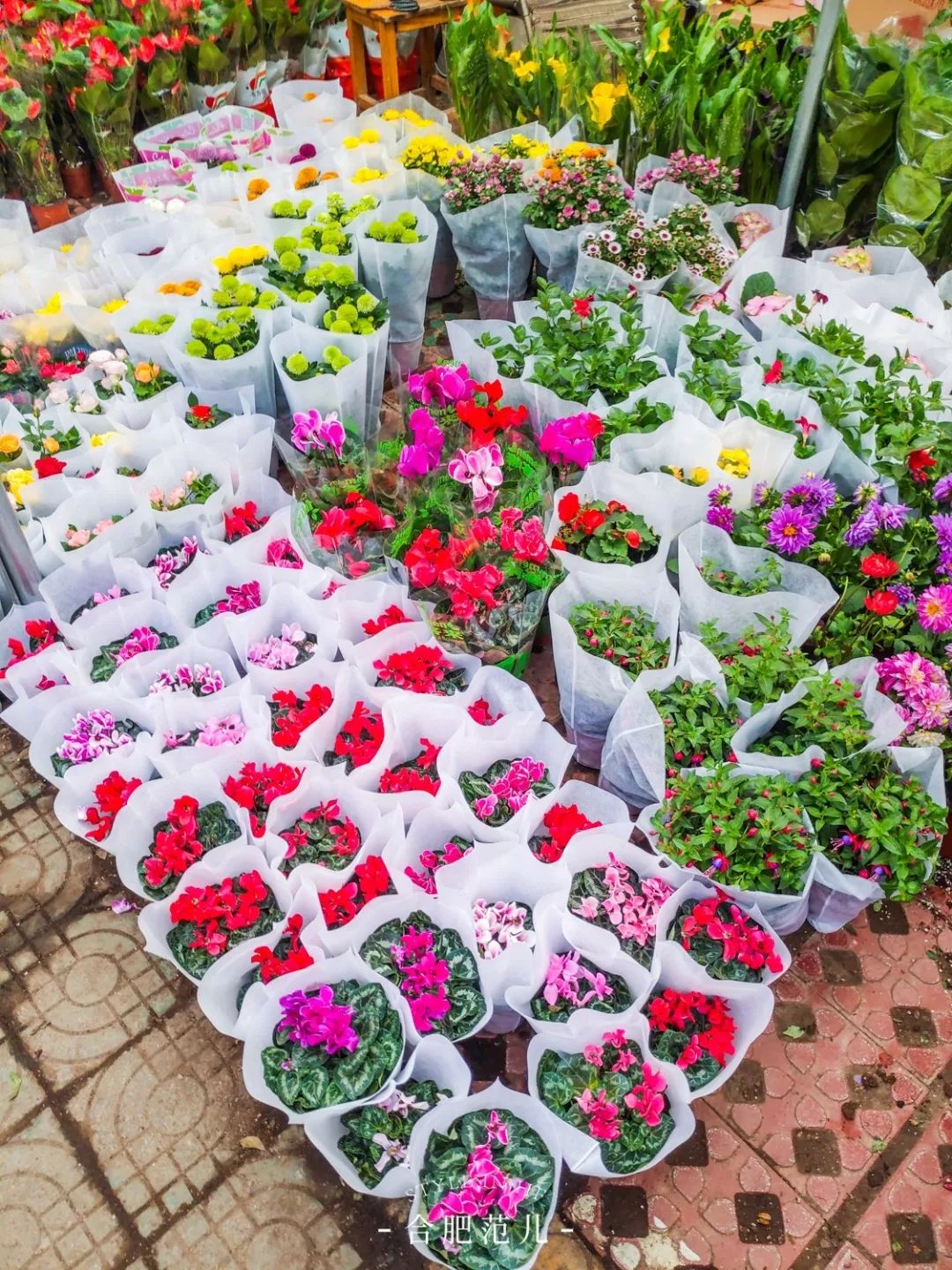 21岁的裕丰花市藏不住老合肥的诗意生活