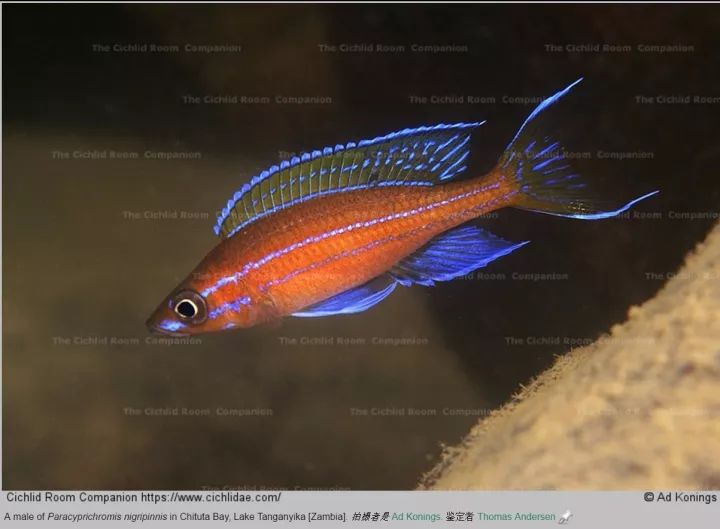 细鳞怪牙perissodus microlepis施特拉伦怪牙perissodus straeleni