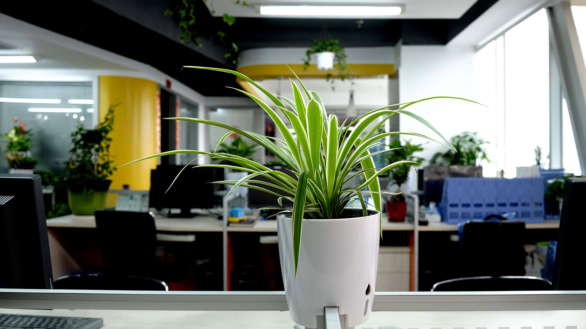 【旺财绿植】10大旺财绿植适合种在客厅,办公室