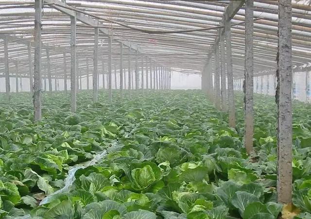 收藏种植冬季蔬菜要看准这四个环节