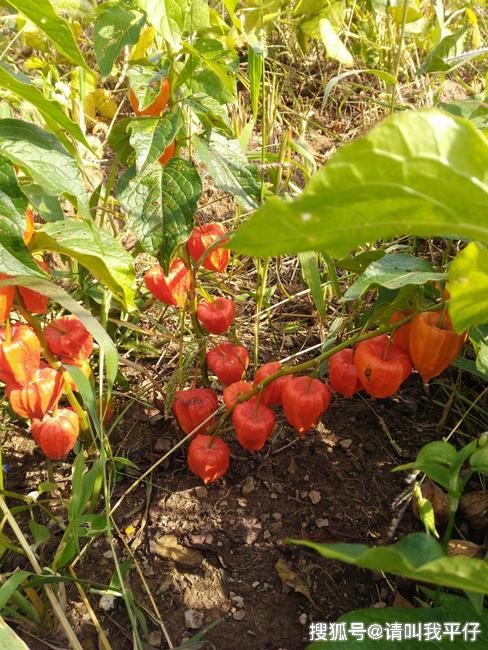 一种野生水果"红姑娘",食用功效与药用功效显著,没几个人知道