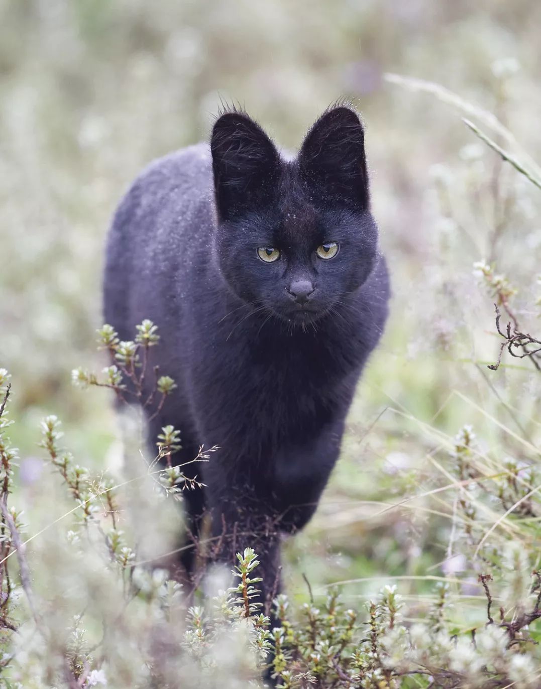 没错,它也是薮猫,是一些薮猫种群中的黑化个体.