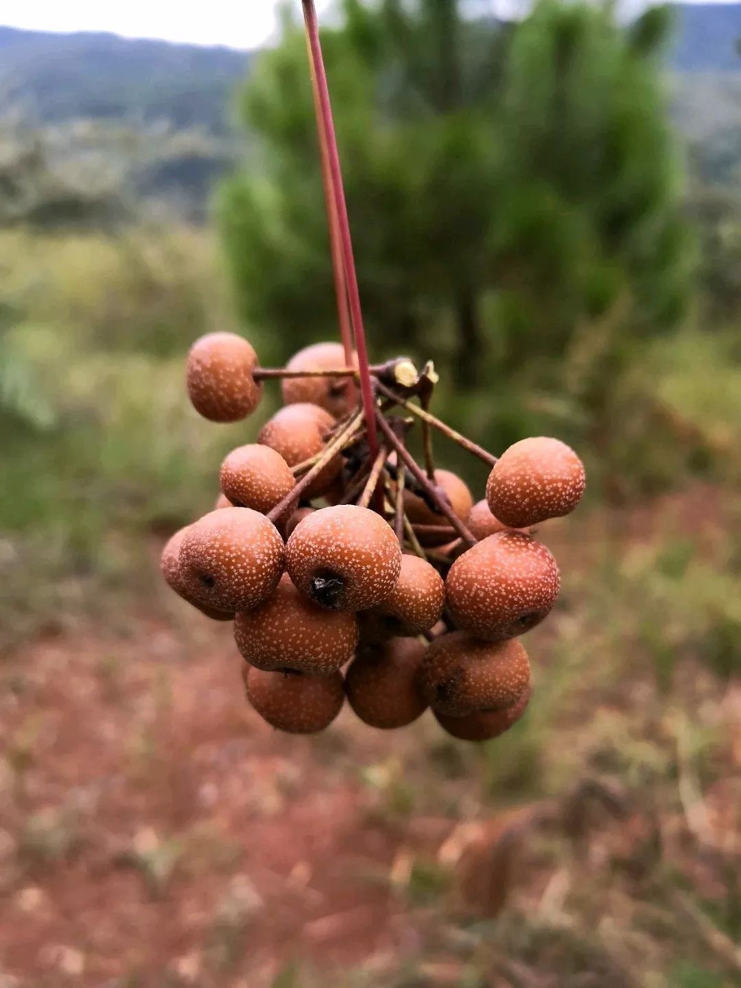 最爱关注桂林野果大集合吃过3种以上算你狠