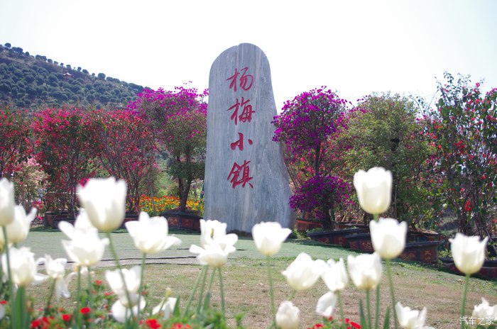 有荣威rx5后的生活---杨梅小镇休闲游