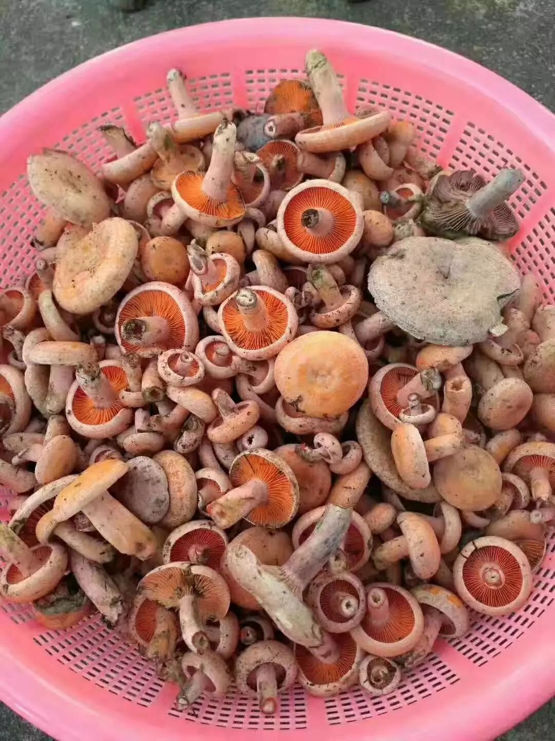 大雨过后祁东山里菌子疯长取菌子的人要注意有人因此丧命