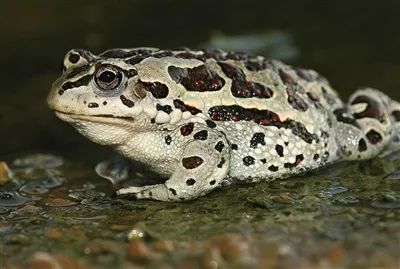 头宽大于头长;吻端圆,吻棱显著,颊部向外侧倾斜;鼻间距略小于眼间距