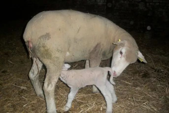 自繁母羊挑选后备母羊,就是在自己原有的羊群中挑选好的母羊留作以后