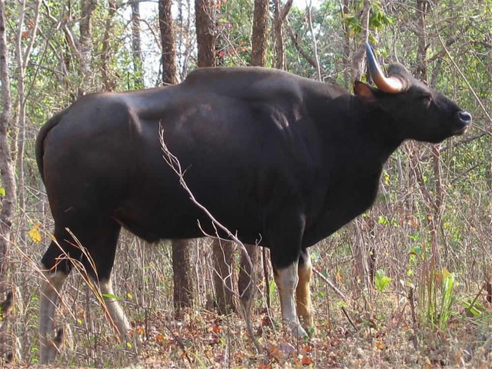 原创云南边境现白肢野牛斗殴常年穿白袜子孟加拉虎都不敢惹它