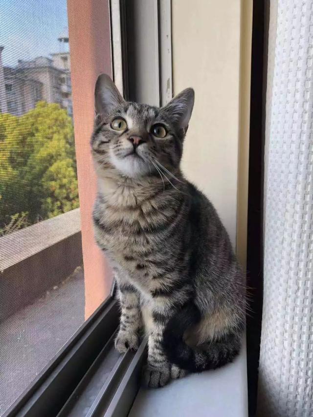 美哉我中华田园猫盛世美颜c位出道