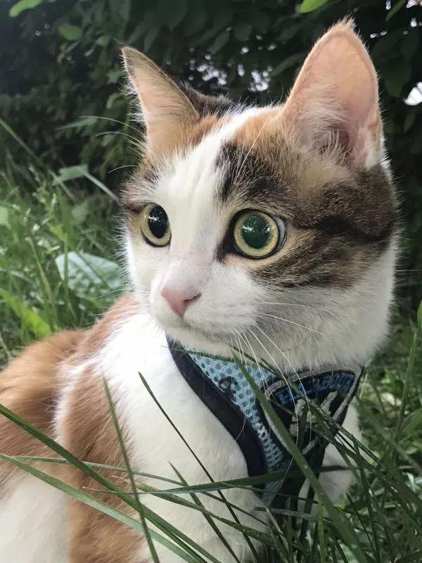 美哉我中华田园猫,盛世美颜c位出道!_眼睛