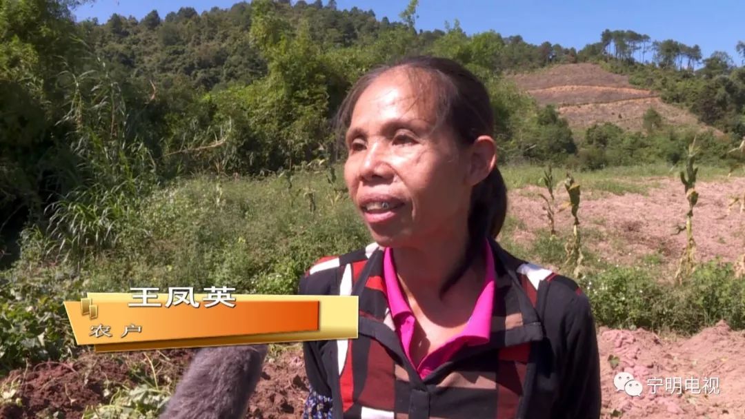 峙浪乡思陵村迎来红薯收获季