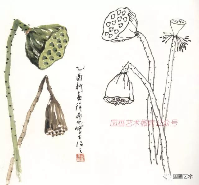 国画教程写意莲蓬画法