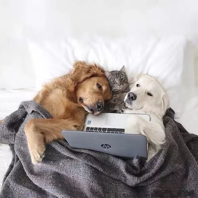 这只猫咪在狗狗的怀里撒娇狗狗的反应真是颠覆我的认知