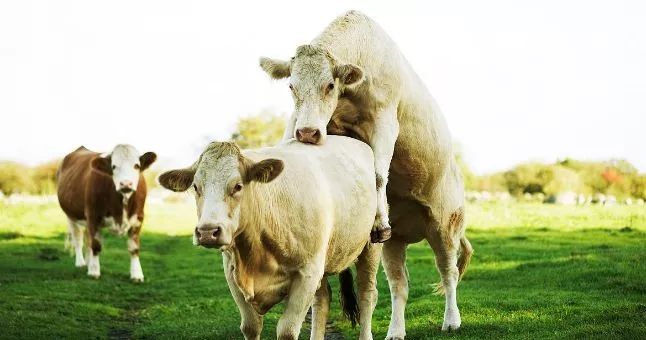 人工授精,在我国大面积开展黄牛改良的工作中,母牛的人工授精技术已