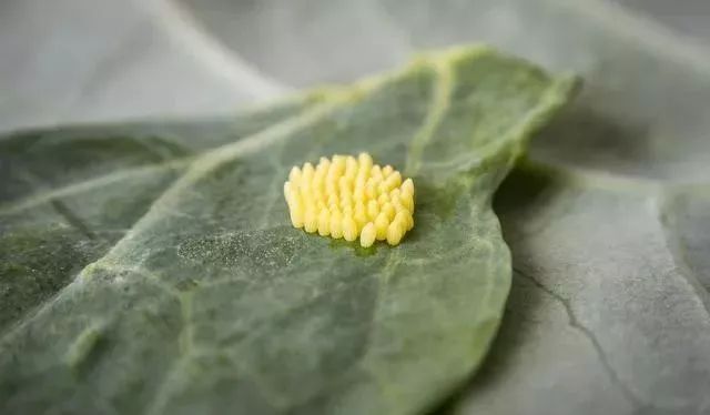 防治柑橘锈壁虱,潜叶蛾,小卷叶蛾等害