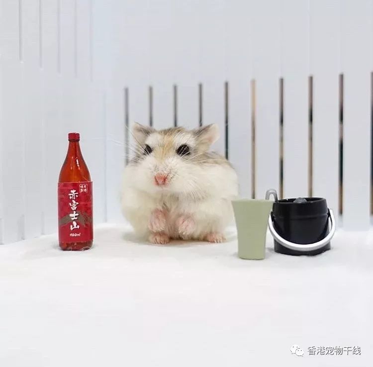 仓鼠圈速度最快寿命最长最迷你的鼠