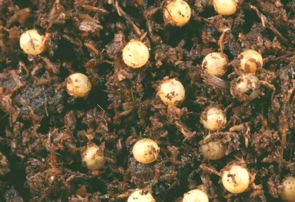 蜂蛹萤火虫卵和蜂蛹外观非常相似,都是白色条状,难以辨认.