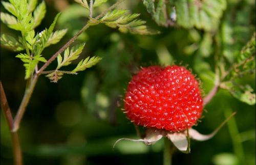 农村这种野果,形似桑葚,颜色却是红色,如今30元一斤也很难买到_野菜