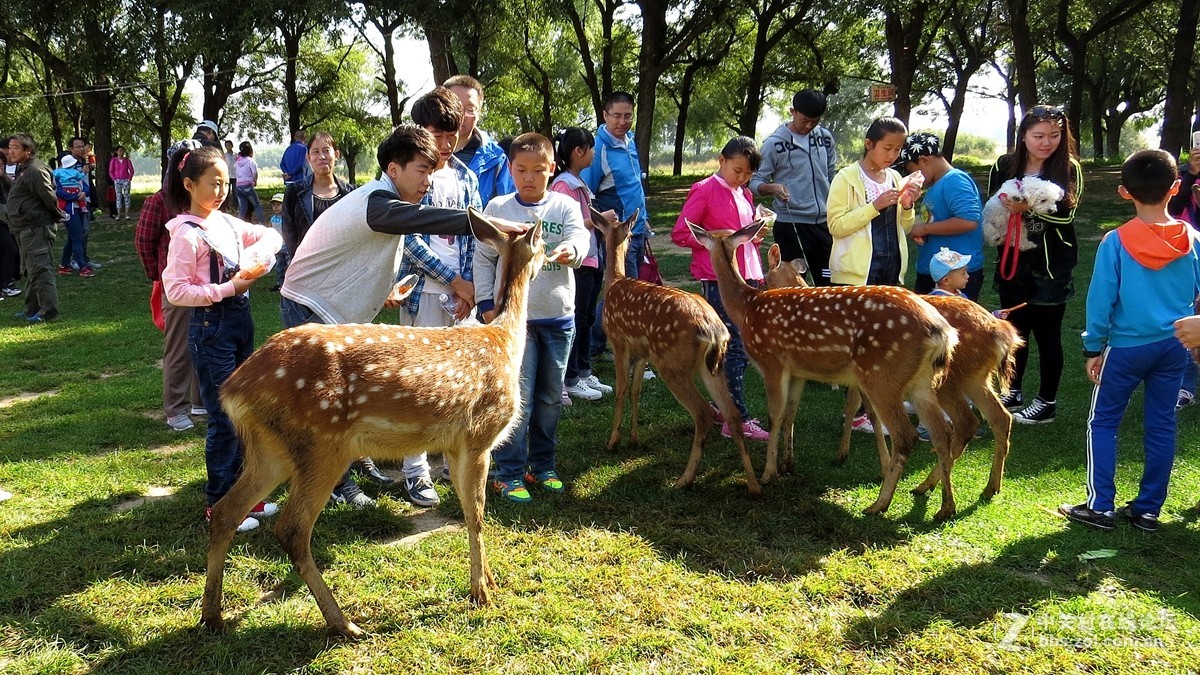 中国旅游景区大全之台湾鹿境梅花鹿生态园_小鹿