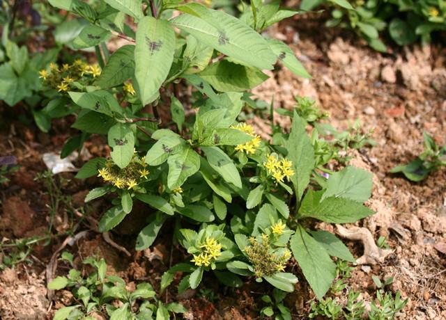 抗癌第一茶:元芦草3克 藏须黄芪2克,用300毫升开水闷泡5分钟,每天一次