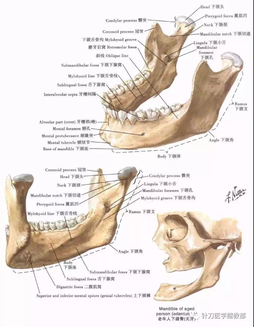 下颌骨翼突窝:后面观和下侧面观头颈部的骨性支架