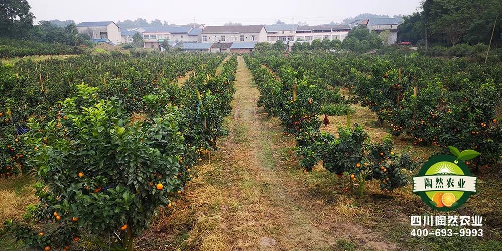 60亩,3年半,收益近130万,你知道投入了多少吗?【陶然农业】