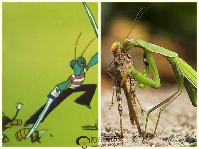 巨型螳螂吃人照片图片