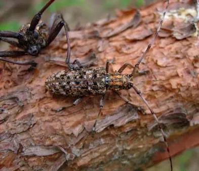 松墨天牛成虫松材线虫病发生区的主要特点我国已发生松材线虫病的疫点