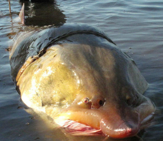 农民捕获八百斤大鱼,幸好没卖掉不然要坐牢,因为它太珍贵!