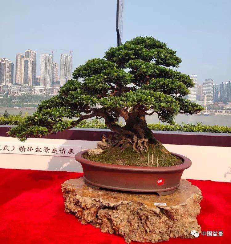2019中国重庆精品盆景邀请展评选结果揭晓