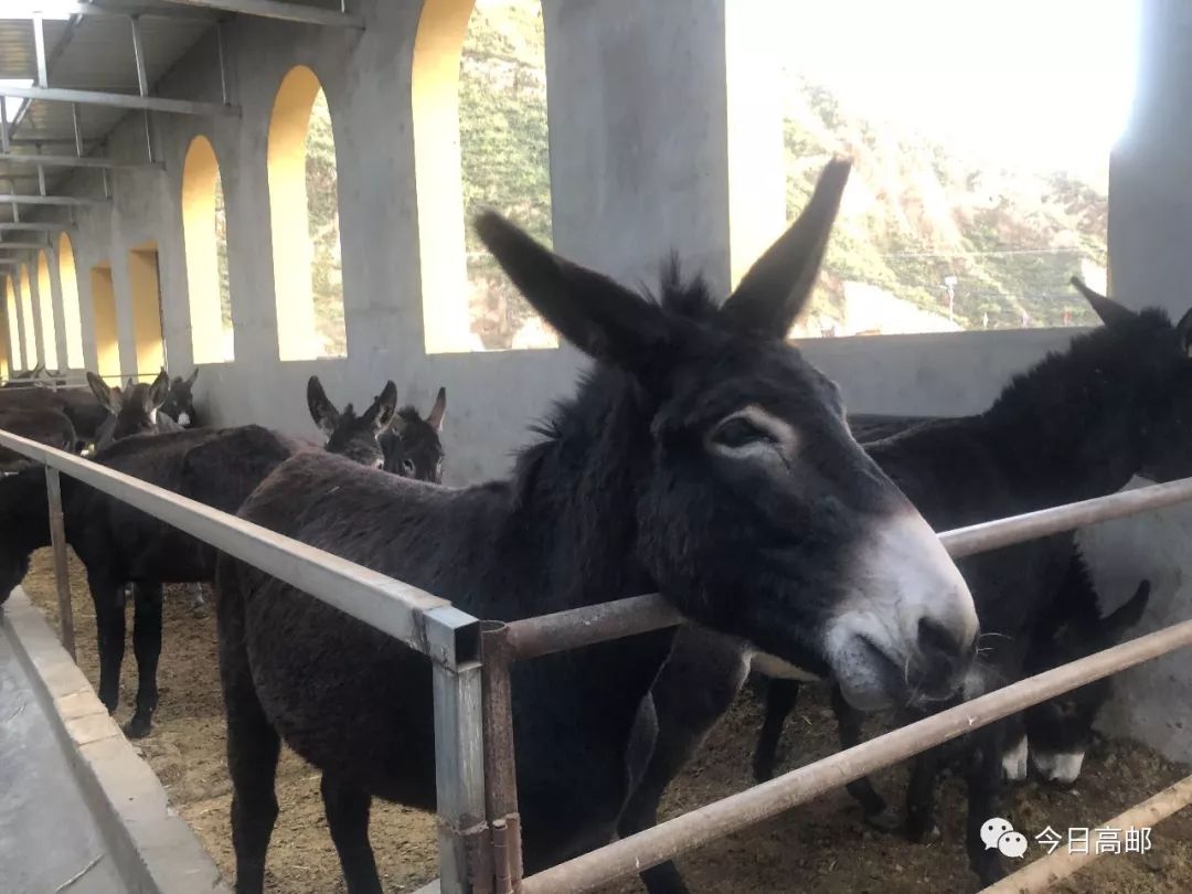 高邮情米脂行佳米驴拉动杨家沟村脱贫