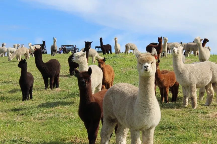 这里的羊驼很无奈天天被喂狗粮可还行