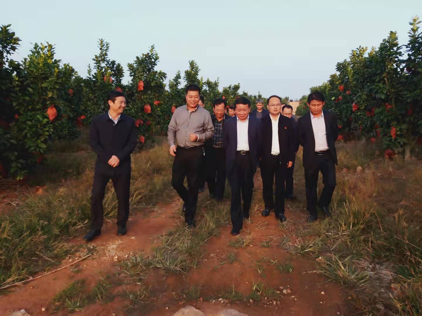 抚州市委书记肖毅赴日峰镇沁田胭脂柚基地考察调研