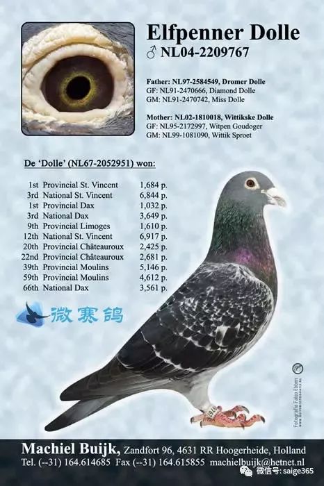 经验纯杨阿腾系特点