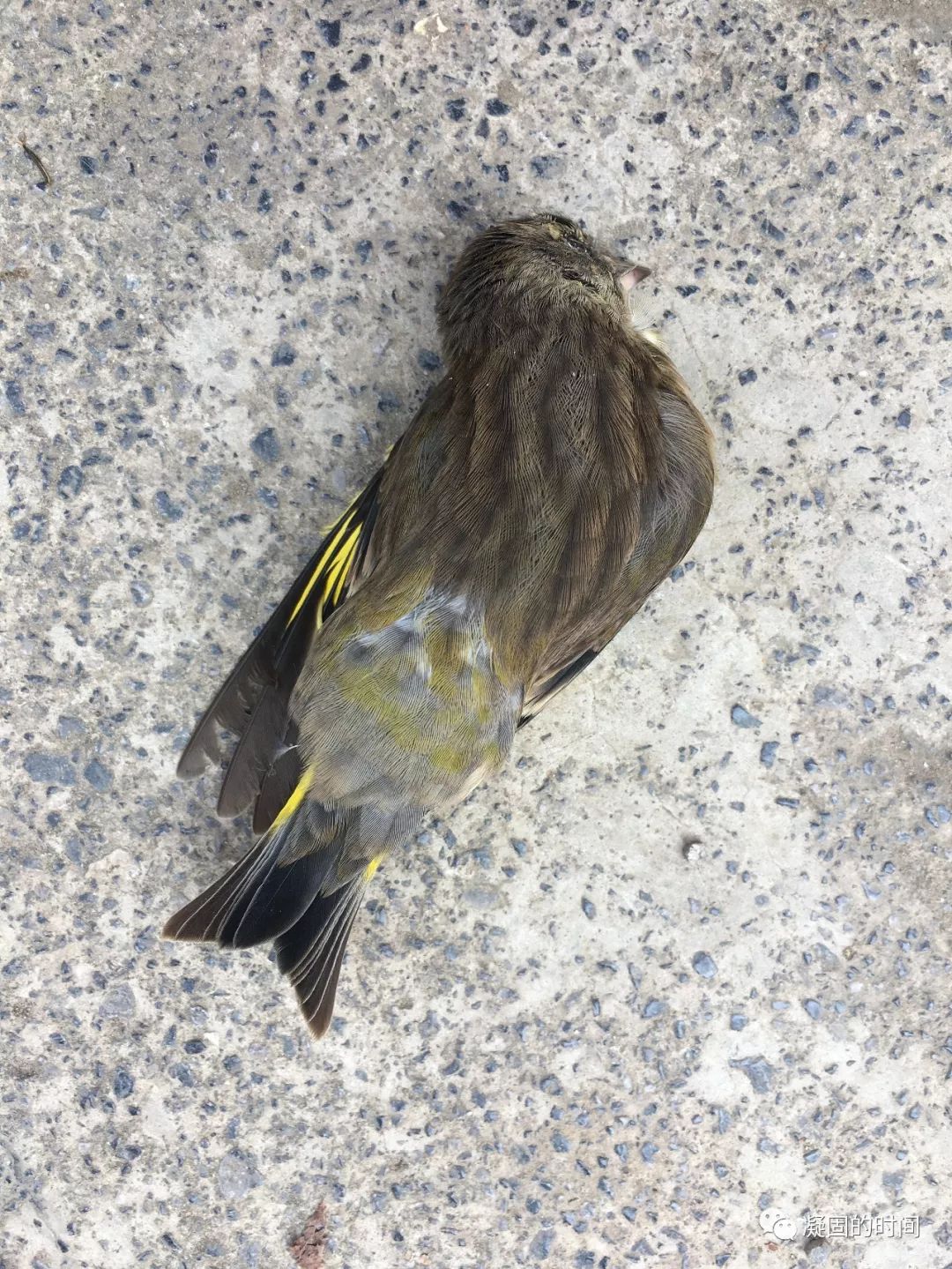 诗歌关于一只鸟儿的死亡