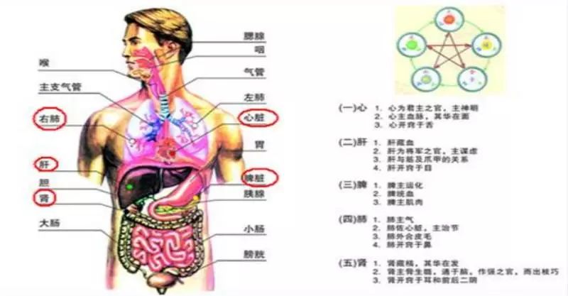 心,肝,脾,肺,腎的毒藏在哪裡,你知道嗎?_毒素