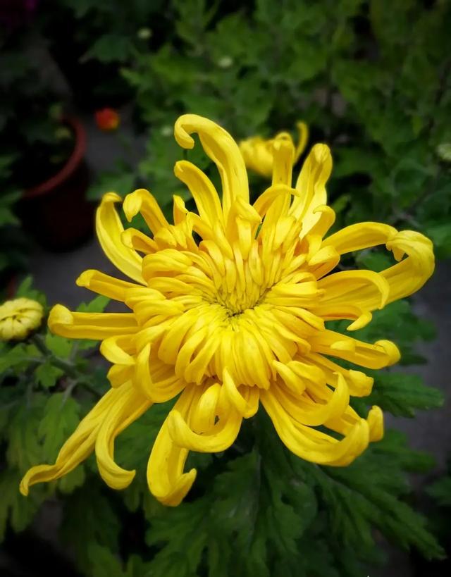 趣味对对子上联抚青菊惹得二袖香露