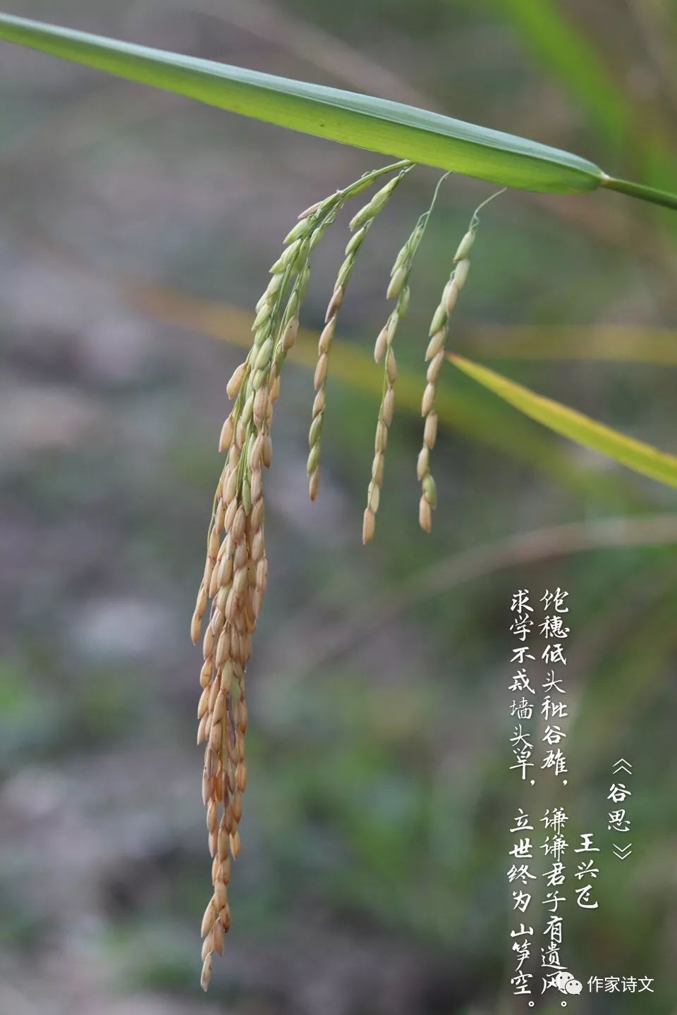 作家诗文王兴飞配诗摄影作品欣赏