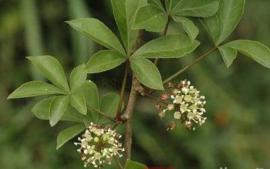 什么是倒卵叶五加?有哪些功效?